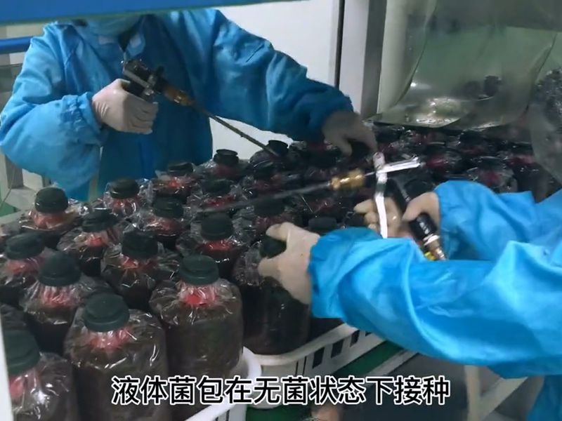 食用菌菌菇接种净化设计装修5 食用菌菌菇接种净化设计装修5